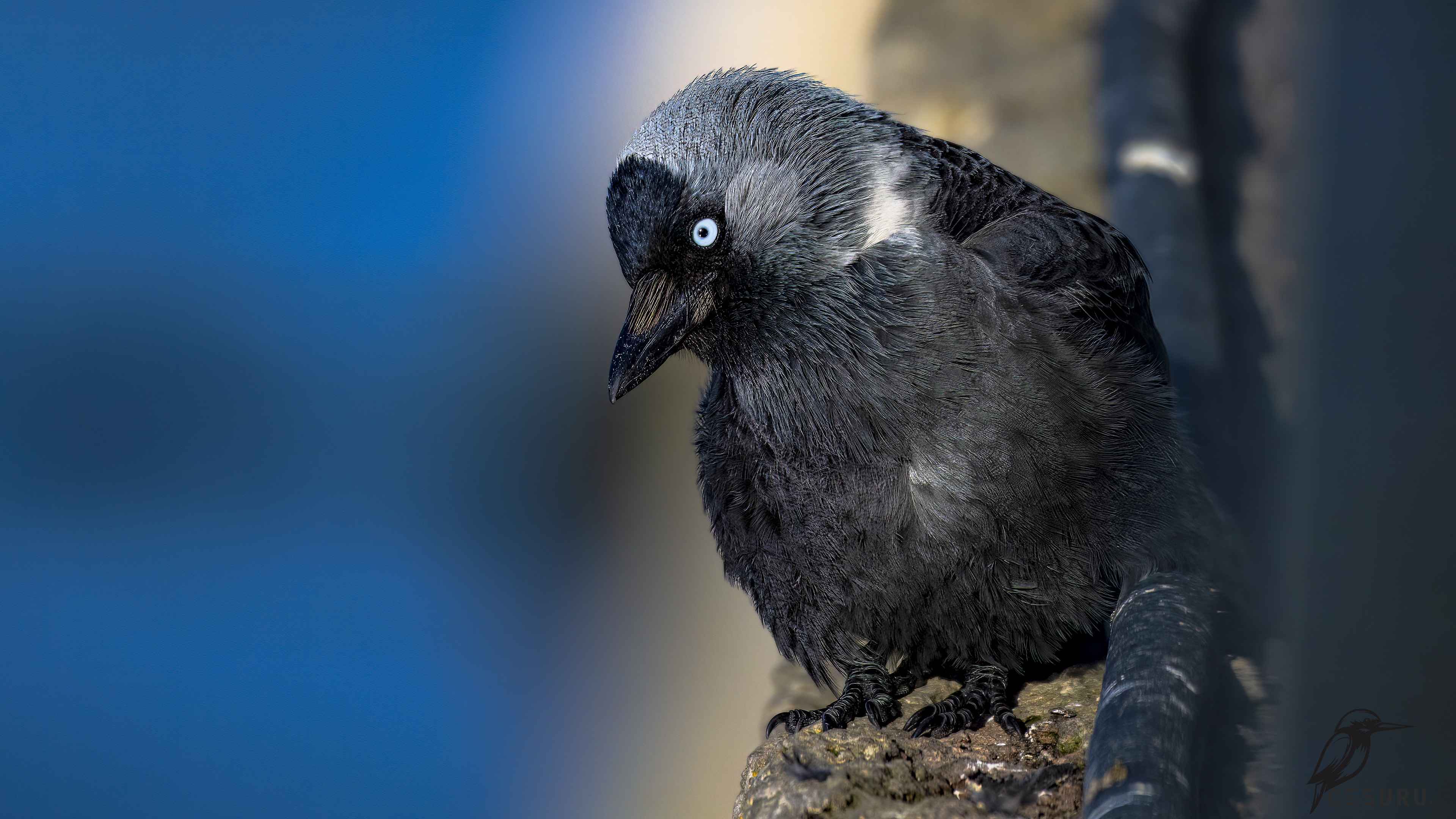 Eurasian Jackdaw